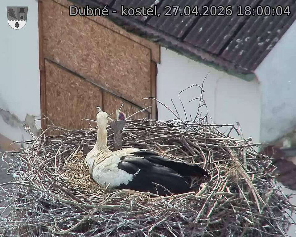 Capi_Dubne_20260427_180004.jpg (1350&nbsp;x&nbsp;1080)