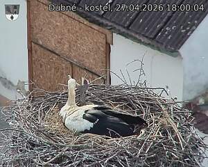 Capi_Dubne_20260427_180004.jpg (1350&nbsp;x&nbsp;1080)