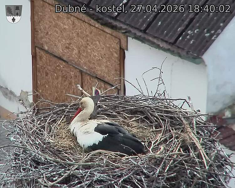 Capi_Dubne_20260427_184002.jpg (1350&nbsp;x&nbsp;1080)