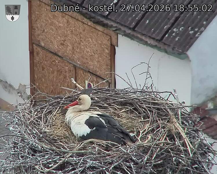 Capi_Dubne_20260427_185502.jpg (1350&nbsp;x&nbsp;1080)