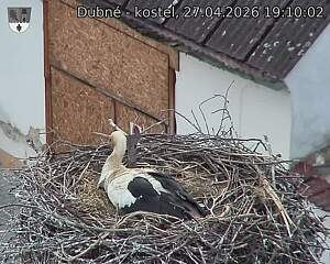 Capi_Dubne_20260427_191002.jpg (1350&nbsp;x&nbsp;1080)