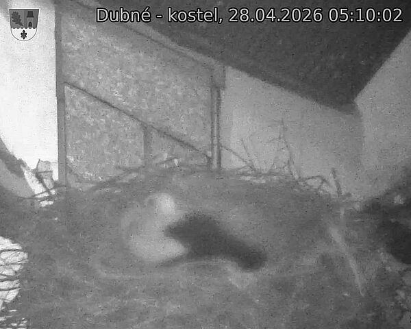 Capi_Dubne_20260428_051002.jpg (1350&nbsp;x&nbsp;1080)