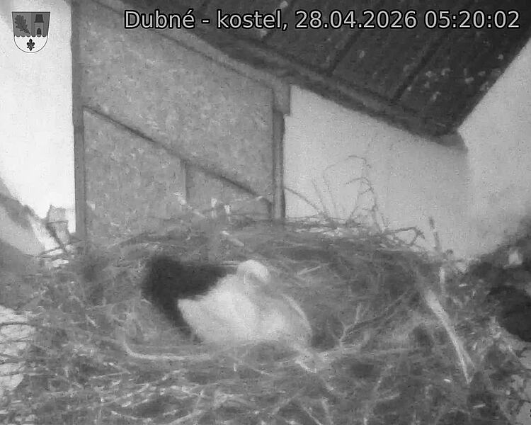 Capi_Dubne_20260428_052002.jpg (1350&nbsp;x&nbsp;1080)