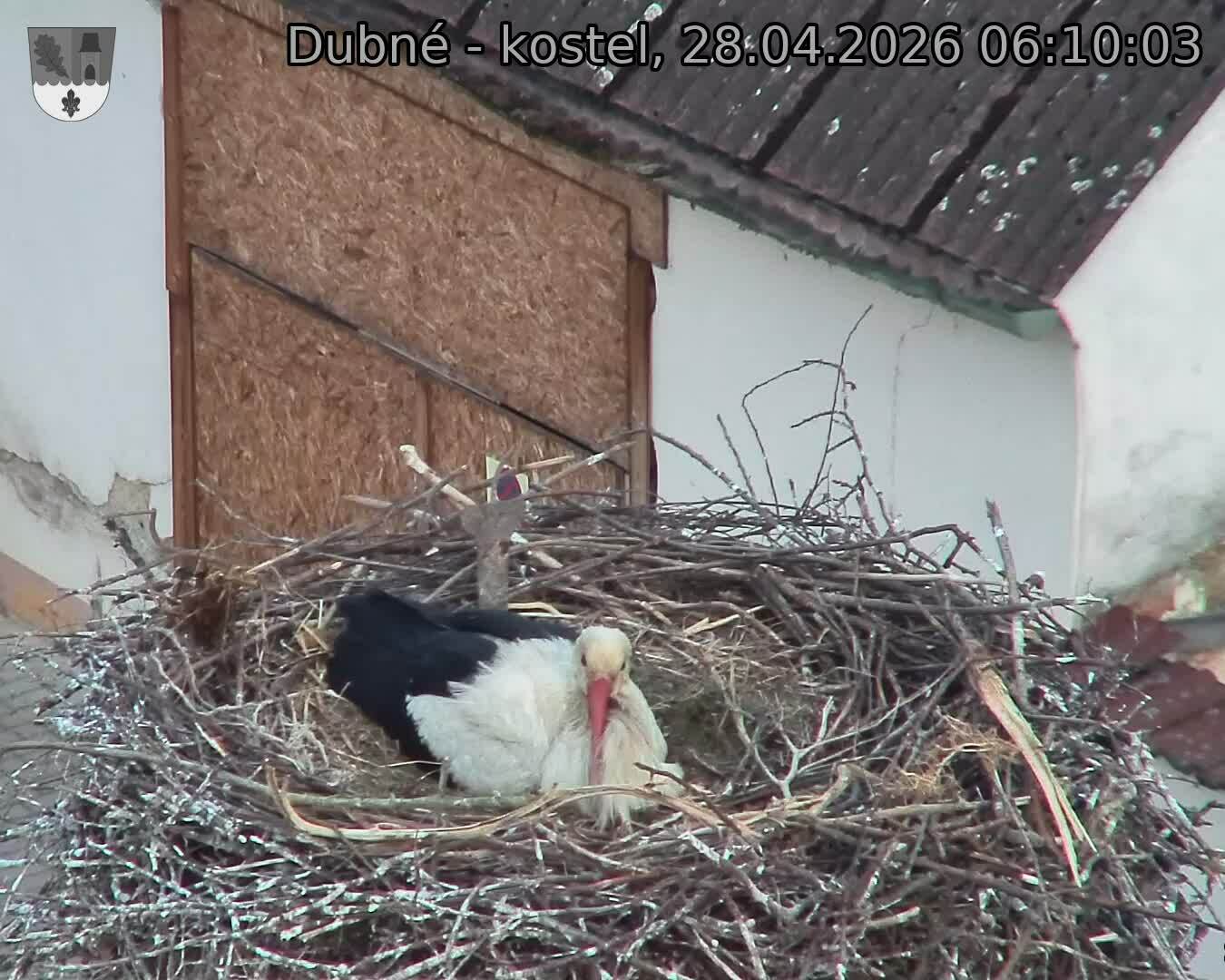 Capi_Dubne_20260428_061003.jpg (1350&nbsp;x&nbsp;1080)