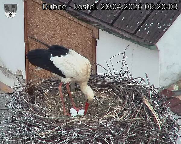 Capi_Dubne_20260428_062003.jpg (1350&nbsp;x&nbsp;1080)