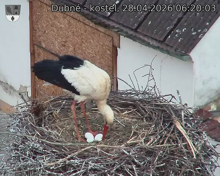 Capi_Dubne_20260428_062003.jpg (1350&nbsp;x&nbsp;1080)