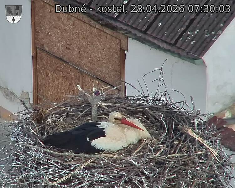 Capi_Dubne_20260428_073003.jpg (1350&nbsp;x&nbsp;1080)