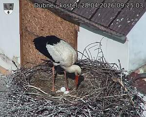 Capi_Dubne_20260428_092503.jpg (1350&nbsp;x&nbsp;1080)