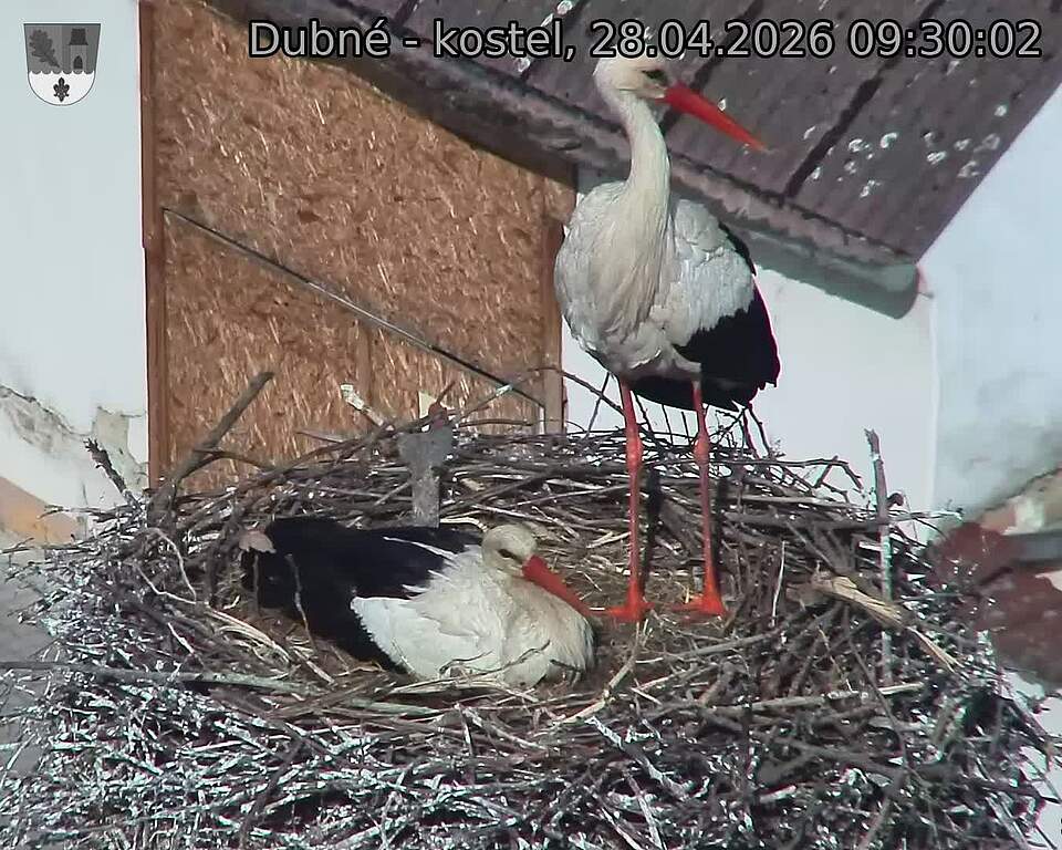 Capi_Dubne_20260428_093002.jpg (1350&nbsp;x&nbsp;1080)