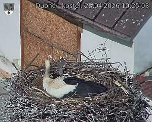 Capi_Dubne_20260428_102503.jpg (1350&nbsp;x&nbsp;1080)