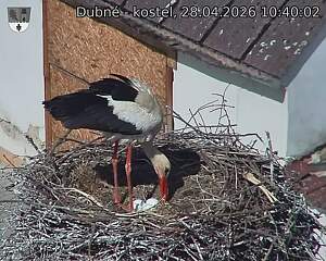 Capi_Dubne_20260428_104002.jpg (1350&nbsp;x&nbsp;1080)