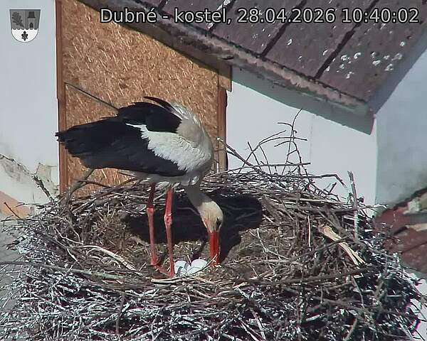 Capi_Dubne_20260428_104002.jpg (1350&nbsp;x&nbsp;1080)