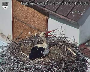 Capi_Dubne_20260428_111003.jpg (1350&nbsp;x&nbsp;1080)