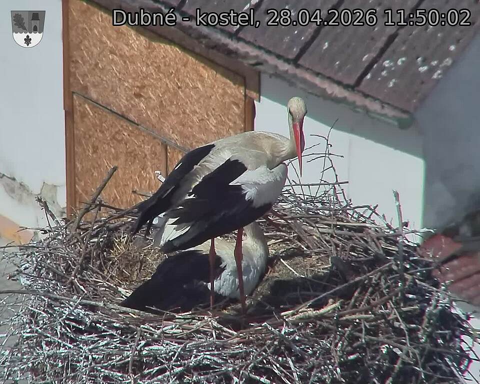 Capi_Dubne_20260428_115002.jpg (1350&nbsp;x&nbsp;1080)