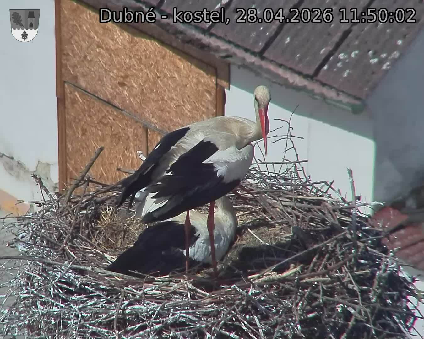 Capi_Dubne_20260428_115002.jpg (1350&nbsp;x&nbsp;1080)