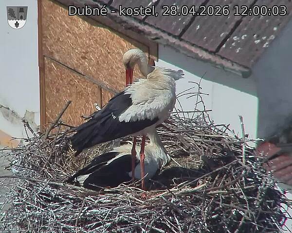 Capi_Dubne_20260428_120003.jpg (1350&nbsp;x&nbsp;1080)