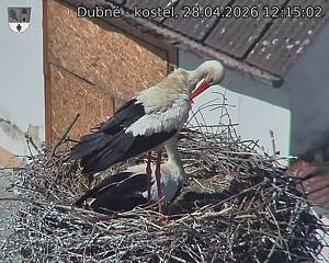 Capi_Dubne_20260428_121502.jpg (1350&nbsp;x&nbsp;1080)