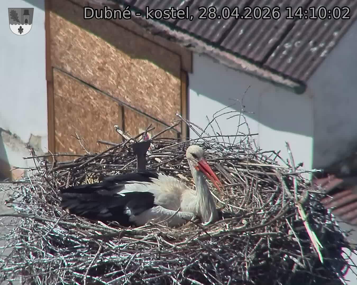 Capi_Dubne_20260428_141003.jpg (1350&nbsp;x&nbsp;1080)