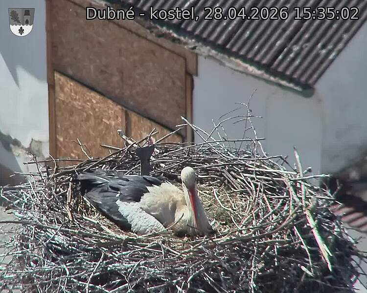 Capi_Dubne_20260428_153502.jpg (1350&nbsp;x&nbsp;1080)