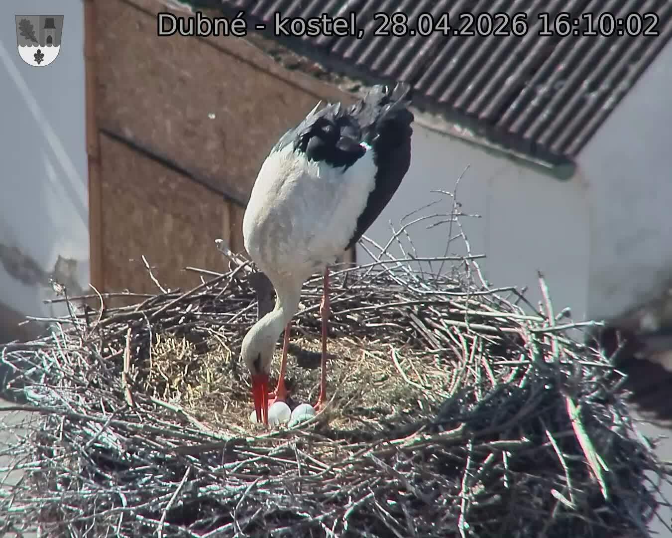 Capi_Dubne_20260428_161002.jpg (1350&nbsp;x&nbsp;1080)