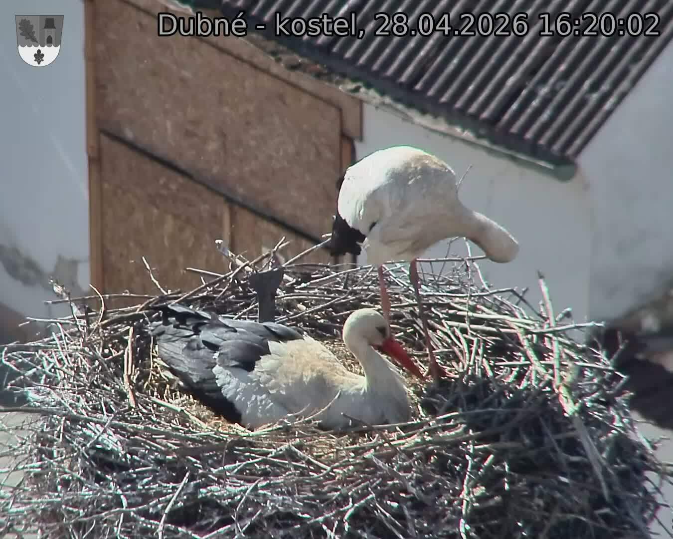 Capi_Dubne_20260428_162002.jpg (1350&nbsp;x&nbsp;1080)