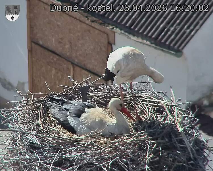 Capi_Dubne_20260428_162002.jpg (1350&nbsp;x&nbsp;1080)