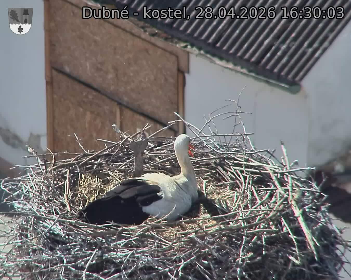 Capi_Dubne_20260428_163003.jpg (1350&nbsp;x&nbsp;1080)