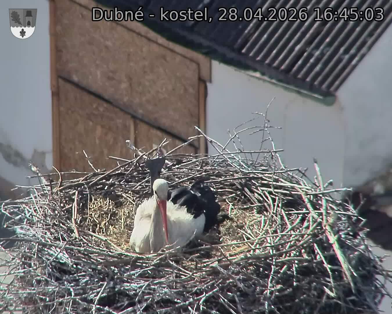 Capi_Dubne_20260428_164503.jpg (1350&nbsp;x&nbsp;1080)