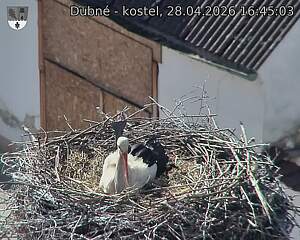 Capi_Dubne_20260428_164503.jpg (1350&nbsp;x&nbsp;1080)