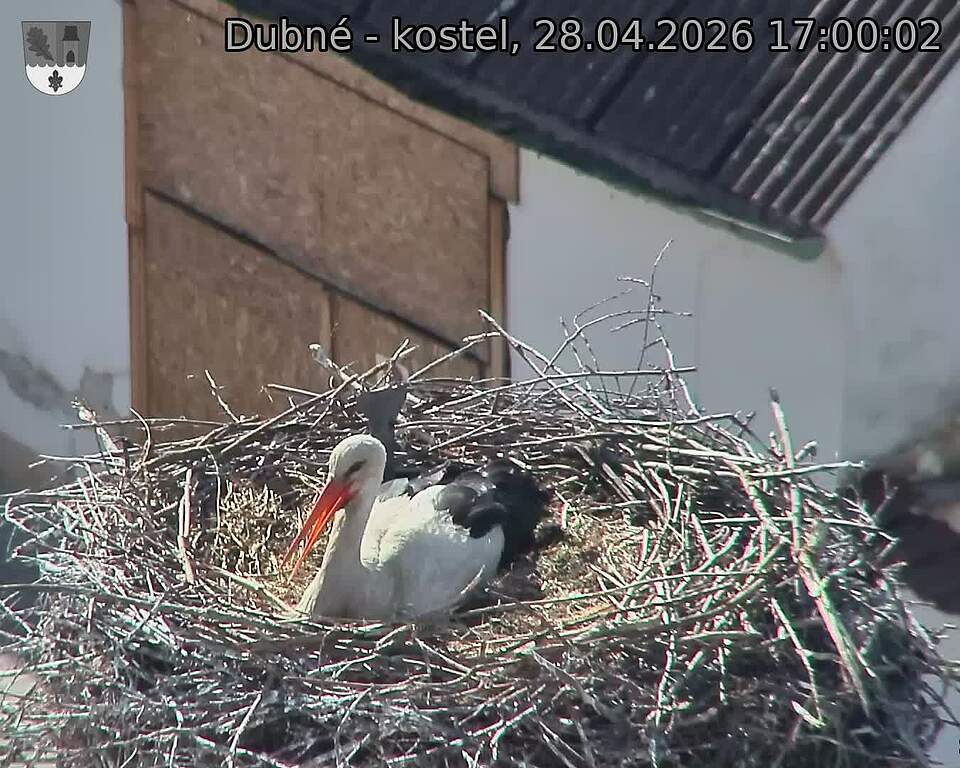 Capi_Dubne_20260428_170002.jpg (1350&nbsp;x&nbsp;1080)