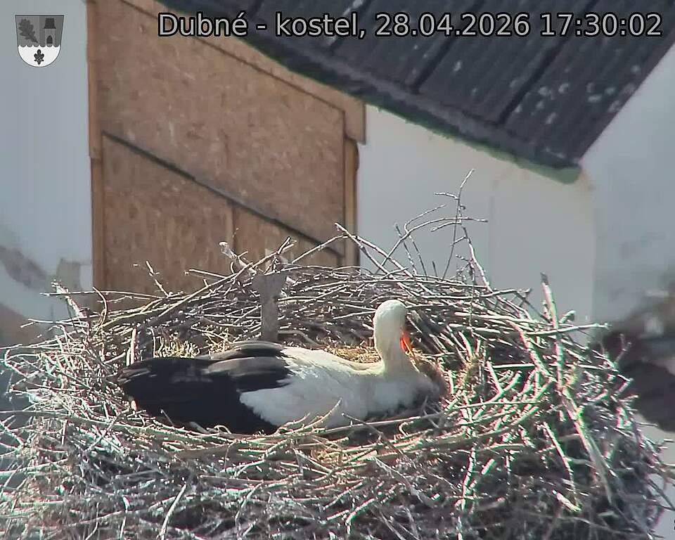 Capi_Dubne_20260428_173002.jpg (1350&nbsp;x&nbsp;1080)