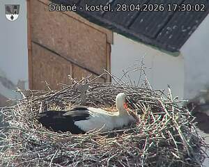 Capi_Dubne_20260428_173002.jpg (1350&nbsp;x&nbsp;1080)