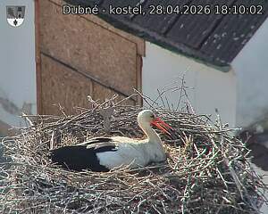 Capi_Dubne_20260428_181002.jpg (1350&nbsp;x&nbsp;1080)