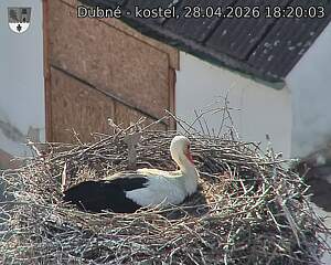 Capi_Dubne_20260428_182003.jpg (1350&nbsp;x&nbsp;1080)