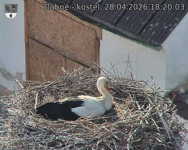 Capi_Dubne_20260428_182003.jpg (1350&nbsp;x&nbsp;1080)