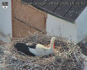 Capi_Dubne_20260428_183502.jpg (1350&nbsp;x&nbsp;1080)