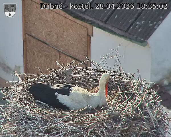 Capi_Dubne_20260428_183502.jpg (1350&nbsp;x&nbsp;1080)