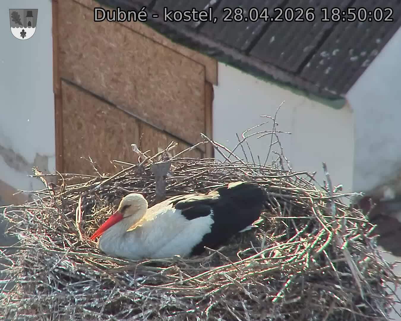 Capi_Dubne_20260428_185002.jpg (1350&nbsp;x&nbsp;1080)