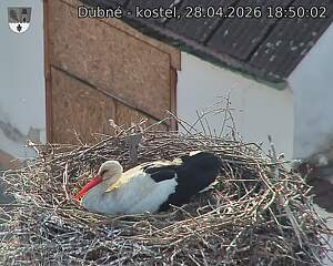 Capi_Dubne_20260428_185002.jpg (1350&nbsp;x&nbsp;1080)