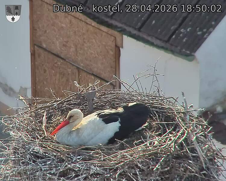 Capi_Dubne_20260428_185002.jpg (1350&nbsp;x&nbsp;1080)