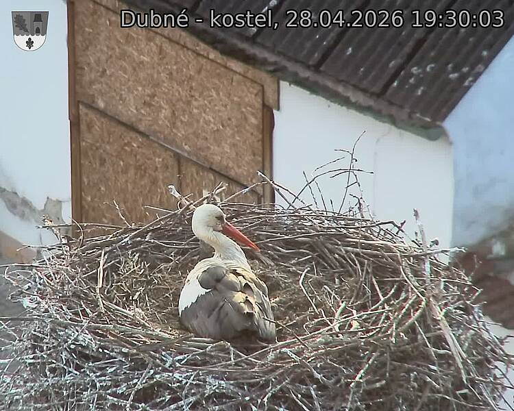 Capi_Dubne_20260428_193003.jpg (1350&nbsp;x&nbsp;1080)