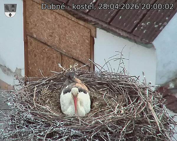 Capi_Dubne_20260428_200002.jpg (1350&nbsp;x&nbsp;1080)