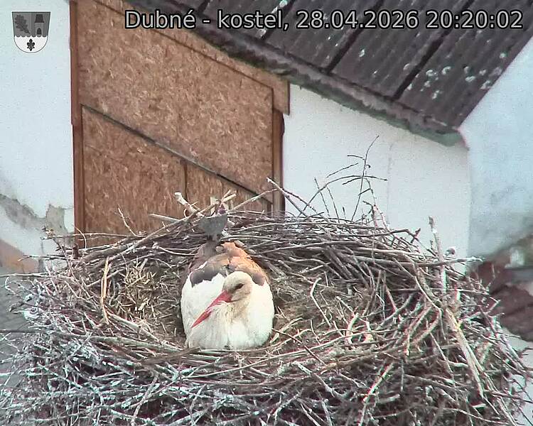 Capi_Dubne_20260428_202002.jpg (1350&nbsp;x&nbsp;1080)