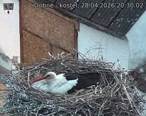 Capi_Dubne_20260428_203002.jpg (1350&nbsp;x&nbsp;1080)