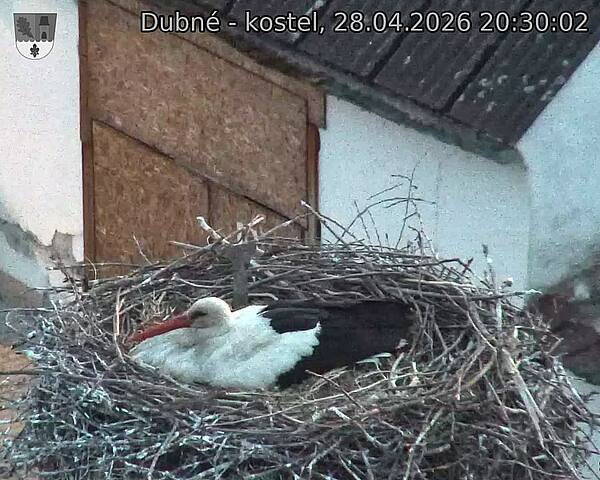 Capi_Dubne_20260428_203002.jpg (1350&nbsp;x&nbsp;1080)