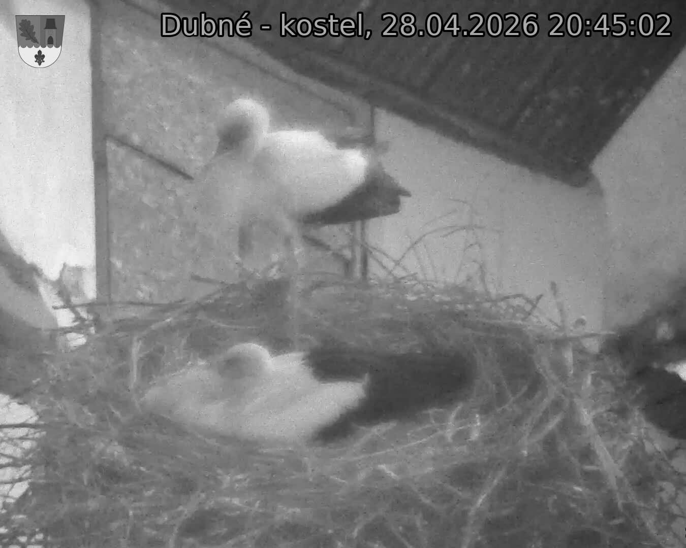 Capi_Dubne_20260428_204502.jpg (1350&nbsp;x&nbsp;1080)