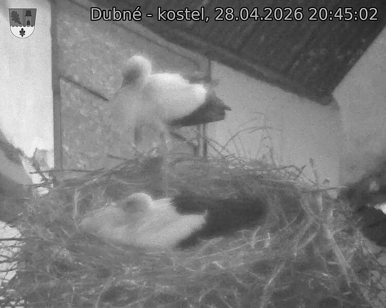 Capi_Dubne_20260428_204502.jpg (1350&nbsp;x&nbsp;1080)