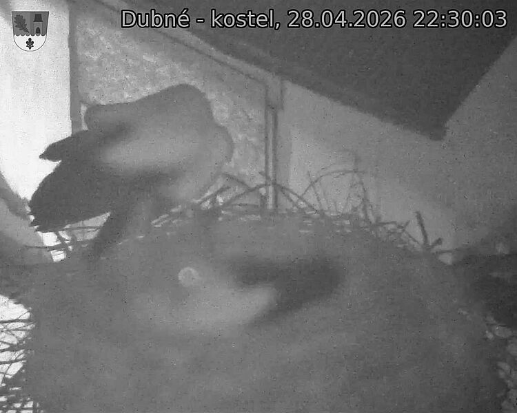 Capi_Dubne_20260428_223003.jpg (1350&nbsp;x&nbsp;1080)