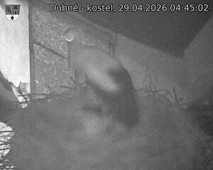 Capi_Dubne_20260429_044502.jpg (1350&nbsp;x&nbsp;1080)