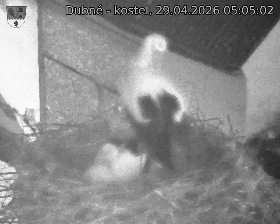 Capi_Dubne_20260429_050502.jpg (1350&nbsp;x&nbsp;1080)